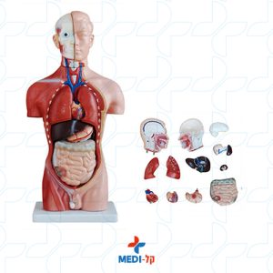 42CM MALE TORSO 13 PARTS טורסו זכר
