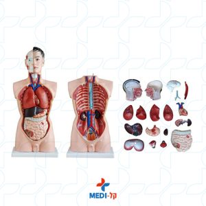 85CM MALE TORSO 19 PARTS טורסו 19 חלקים