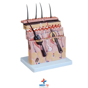 מודל חתך עור ושיער אנטומי – SKIN SECTION MODEL ללימוד מקצועי
