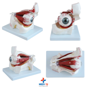 מודל עין עם ארובת העין – EYE WITH ORBIT מפורק 10 חלקים מוגדל פי 3