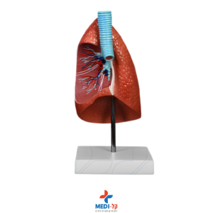 מודל ריאה אנטומי בגודל טבעי – LUNG MODEL 1 PART