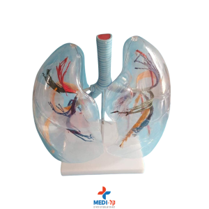 מודל ריאות שקוף מוגדל – TRANSPARENT LUNG SEGMENT אנטומי מקצועי
