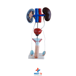 מודל מערכת מין זכרית ואורולוגית – MALE UROGENITAL SYSTEM