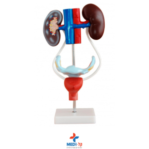 מודול מערכת מין נקבית – FEMALE UROGENITAL SYSTEM