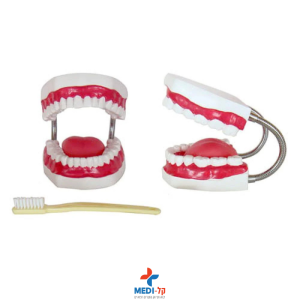 מודול שיניים ללימוד – DENTAL CARE MODEL 32 TEETH