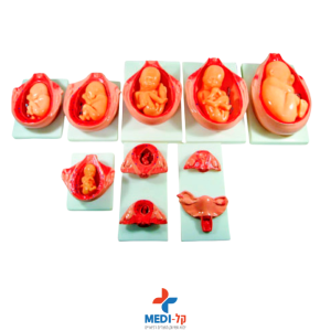 מודל התפתחות העובר ברחם – THE DEVELOPMENT PROCESS FOR FETUS