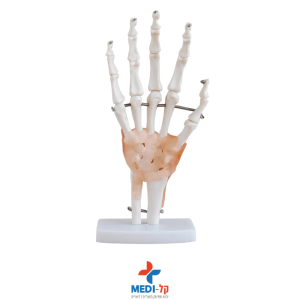 מודול כף יד אנטומי עם רצועות LIFE-SIZE HAND JOINT WITH LIGAMENTS