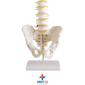 מודול אגן ועמוד שדרה אנטומי LIFE-SIZE PELVIS W/5PCS LUMBAR VERTE