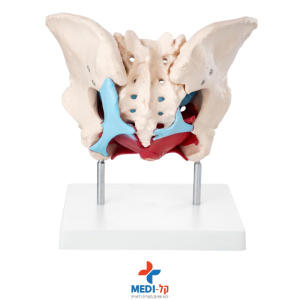 מודול שרירי אגן ורחם אנטומי FEMALE PELVIC MUSCLES AND ORGANS