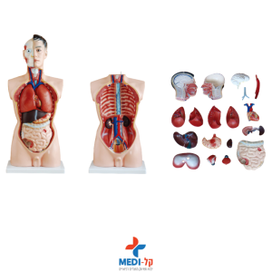 טורסו גבר 19 חלקים אנטומי 85 ס"מ – 85CM MALE TORSO 19 PARTS