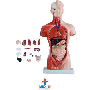 טורסו אנטומי 15 חלקים 26 ס"מ – 26CM MINI TORSO 15 PARTS