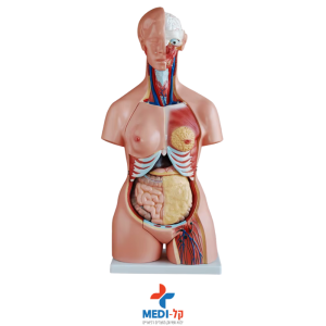 מודול טורסו רב מין 21 חלקים 85 ס"מ – 85CM TRI-SEX TORSO 21 PARTS