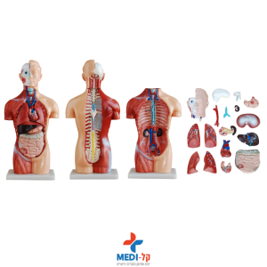 מודול טורסו רב אנטומיה 18 חלקים 42 ס"מ – 42CM SEXLESS TORSO 18 PARTS