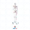 Skeleton with Muscles and Ligaments 180CM Tall