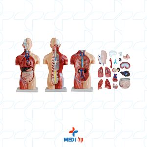 42CM SEXLESS TORSO 18 PARTS מודול טורסו רב אנטומיה