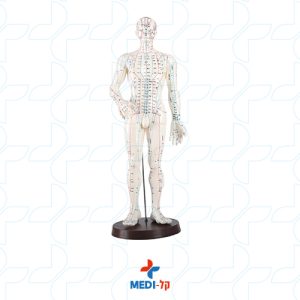 ACUPUNCTURE MODEL 50 CM MALE שלד גוף שלם עם נקודות סימון לרפואה סינית