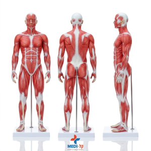 מודל גוף שרירים 50 ס"מ – 50CM HUMAN MODEL 1 PART
