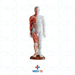 DELUXE ACUPUNCTURE MODEL 84 CM שלד גוף שלם עם סימון שרירים בצבע וסימנים לרפואה סינית
