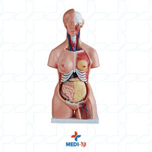 85CM TRI-SEX TORSO 21 PARTS מודול טורסו רב מין