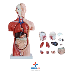 טורסו זכר אנטומי 13 חלקים 42 ס"מ – 42CM MALE TORSO 13 PARTS
